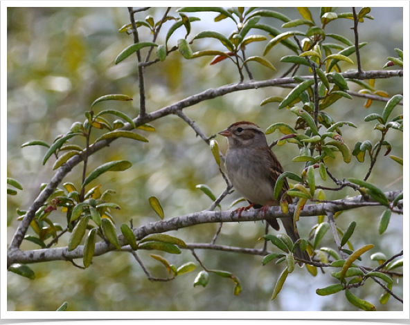 Chipping Sparrow